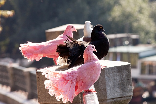 泰伦卢被要 泰伦卢被要